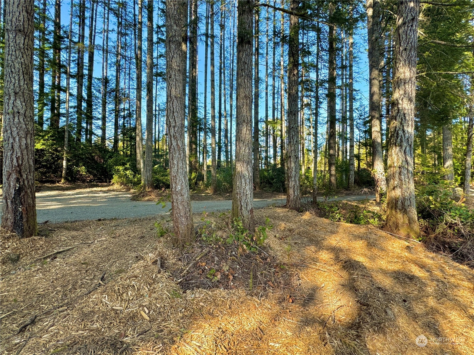 4300 Beauty Lake Road Southwest Port Orchard, WA 98367 - Photo 25 of 39 a view of backyard with green space