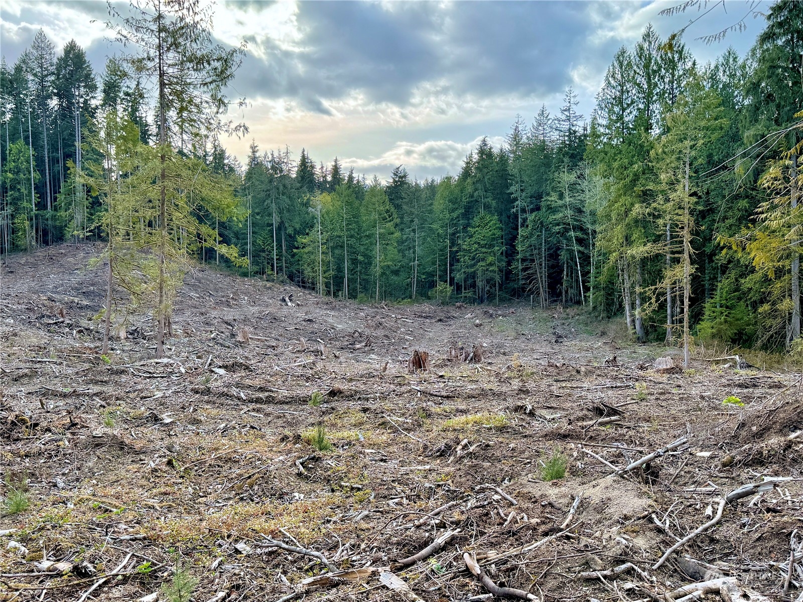 4300 Beauty Lake Road Southwest Port Orchard, WA 98367 - Photo 34 of 39 a view of a yard with trees in the background