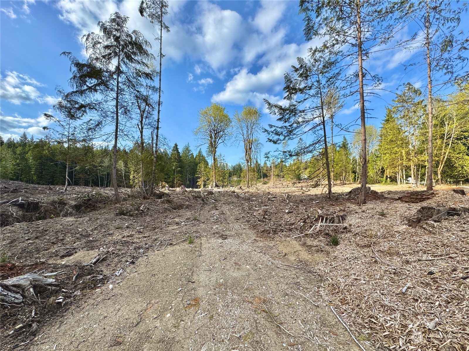 4300 Beauty Lake Road Southwest Port Orchard, WA 98367 - Photo 36 of 39 a view of a yard with a tree