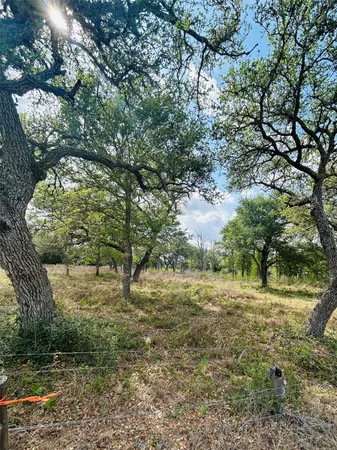 a view of a yard with plants and large trees