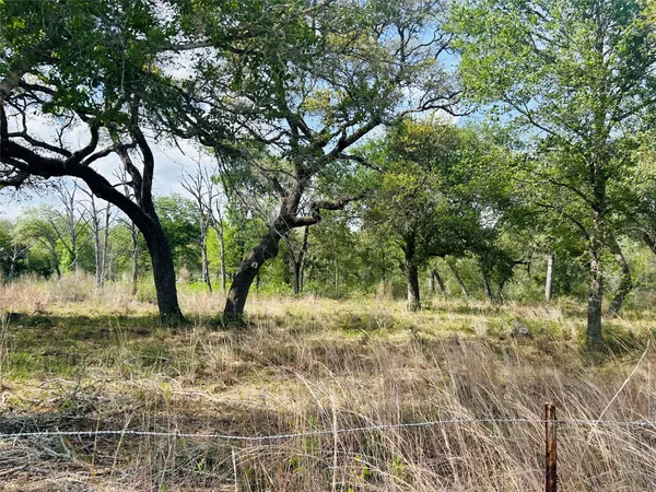 a view of a yard with large trees