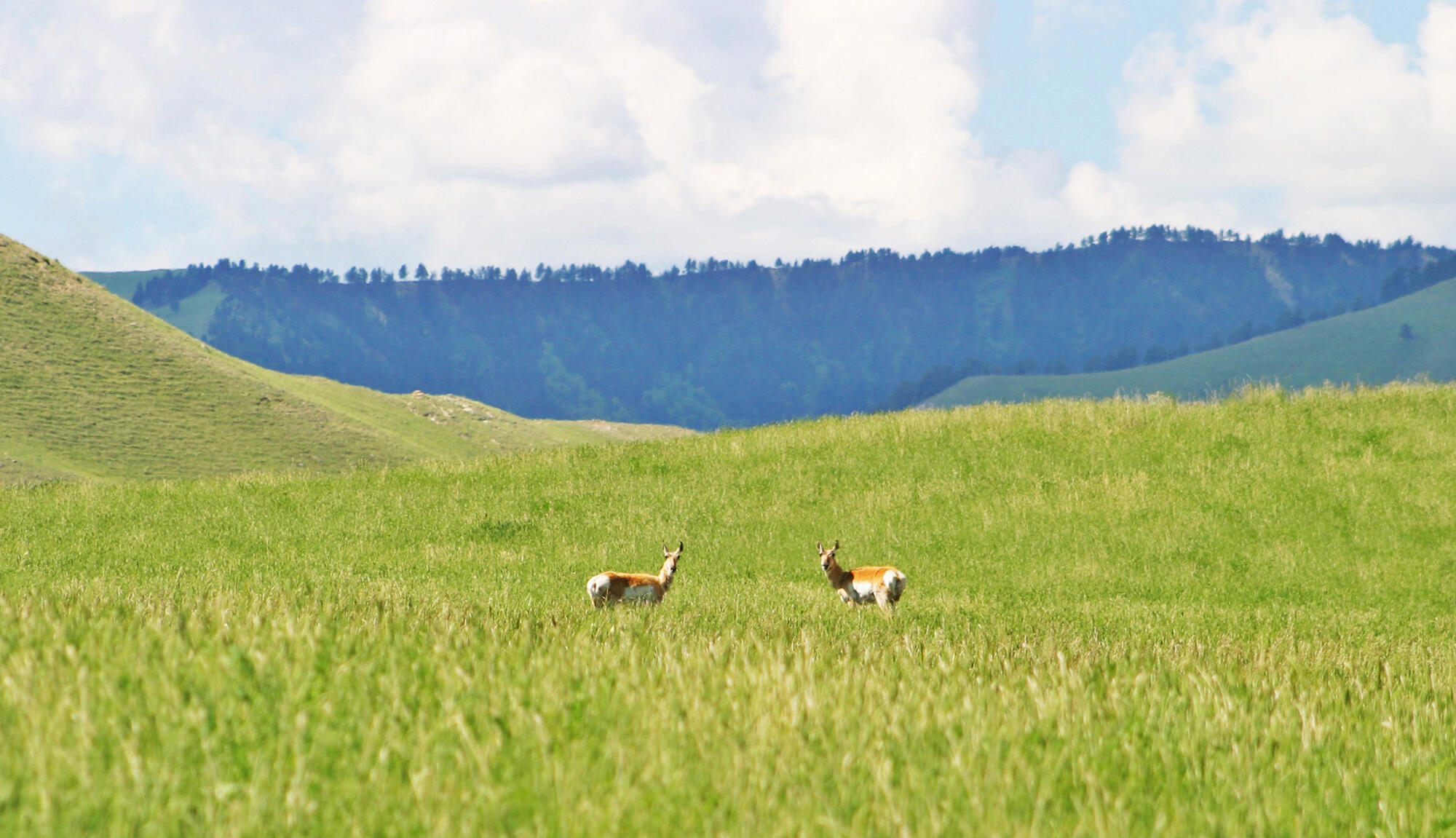77 Sand Crk Rnch Road Buffalo, WY 82834 - Photo 5 of 29 55