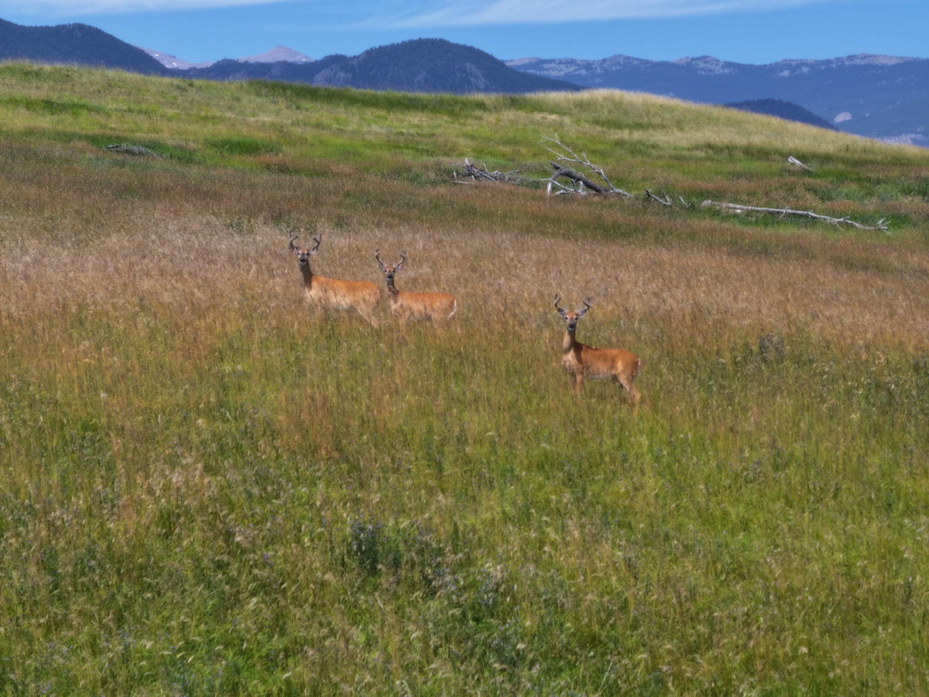 77 Sand Crk Rnch Road Buffalo, WY 82834 - Photo 7 of 29 32