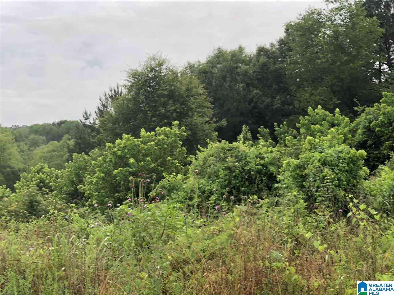 0 Old Downey Mill Road Anniston, AL 36207 - Photo 8 of 28