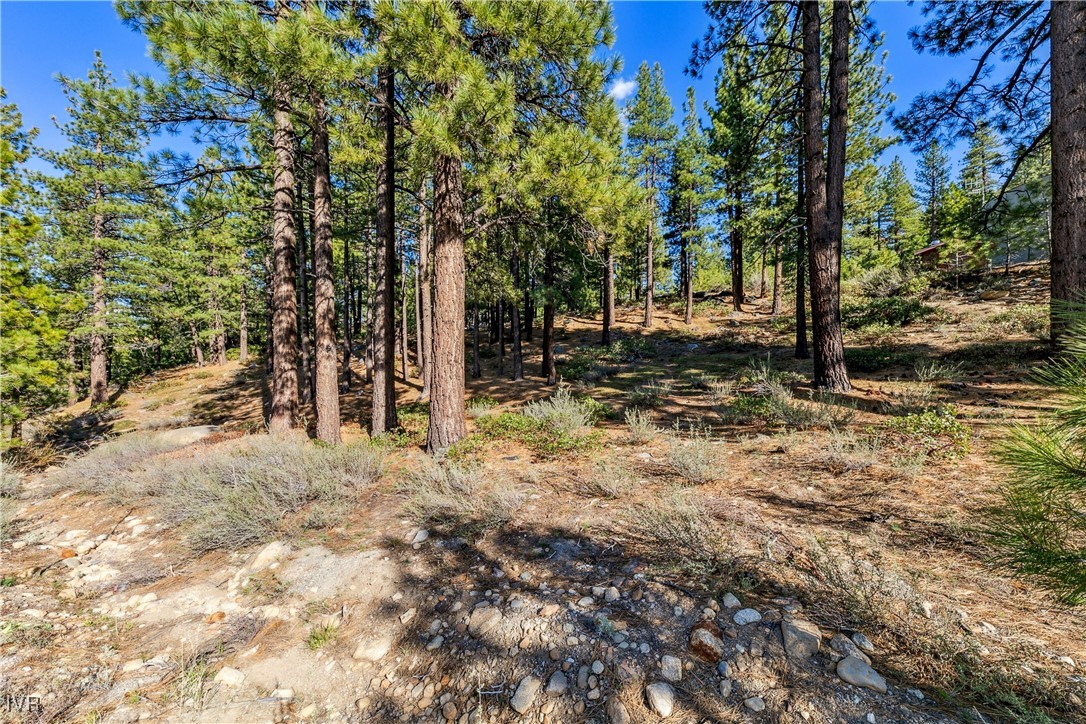 1205 Douglas Fir Drive Reno, NV 89511 - Photo 19 of 26 a view of a yard with plants and trees