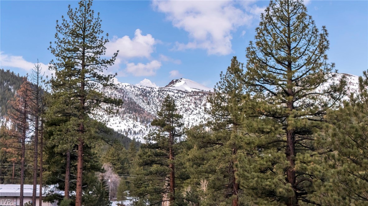1205 Douglas Fir Drive Reno, NV 89511 - Photo 5 of 26 a view of a tree in a forest