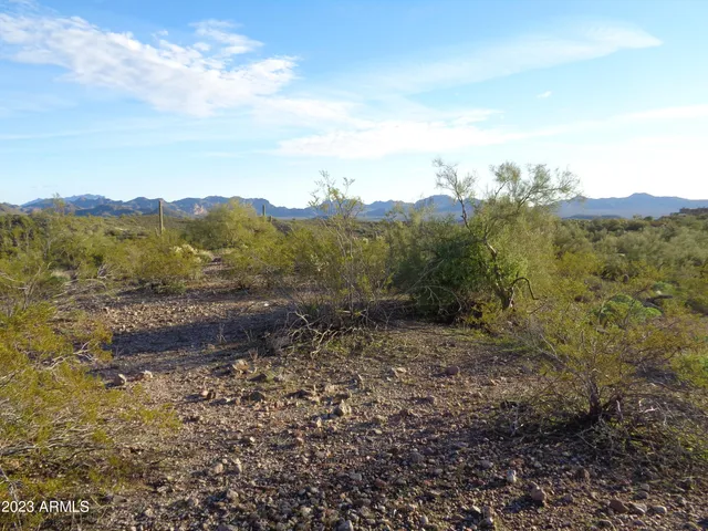 a view of a forest with a mountain