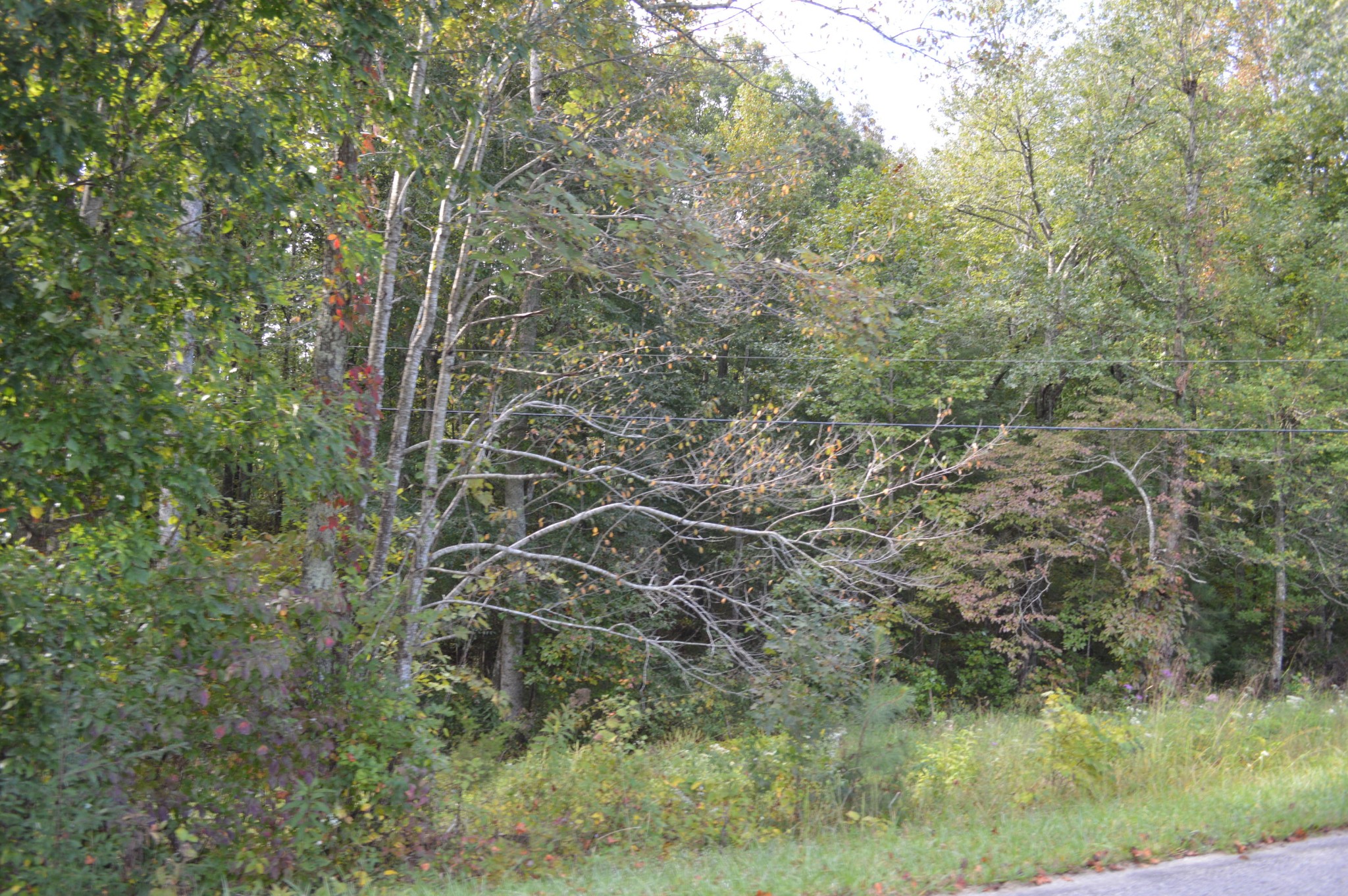 3 Myers Road Pikeville, TN 37367 - Photo 2 of 7 Gallery Image 2