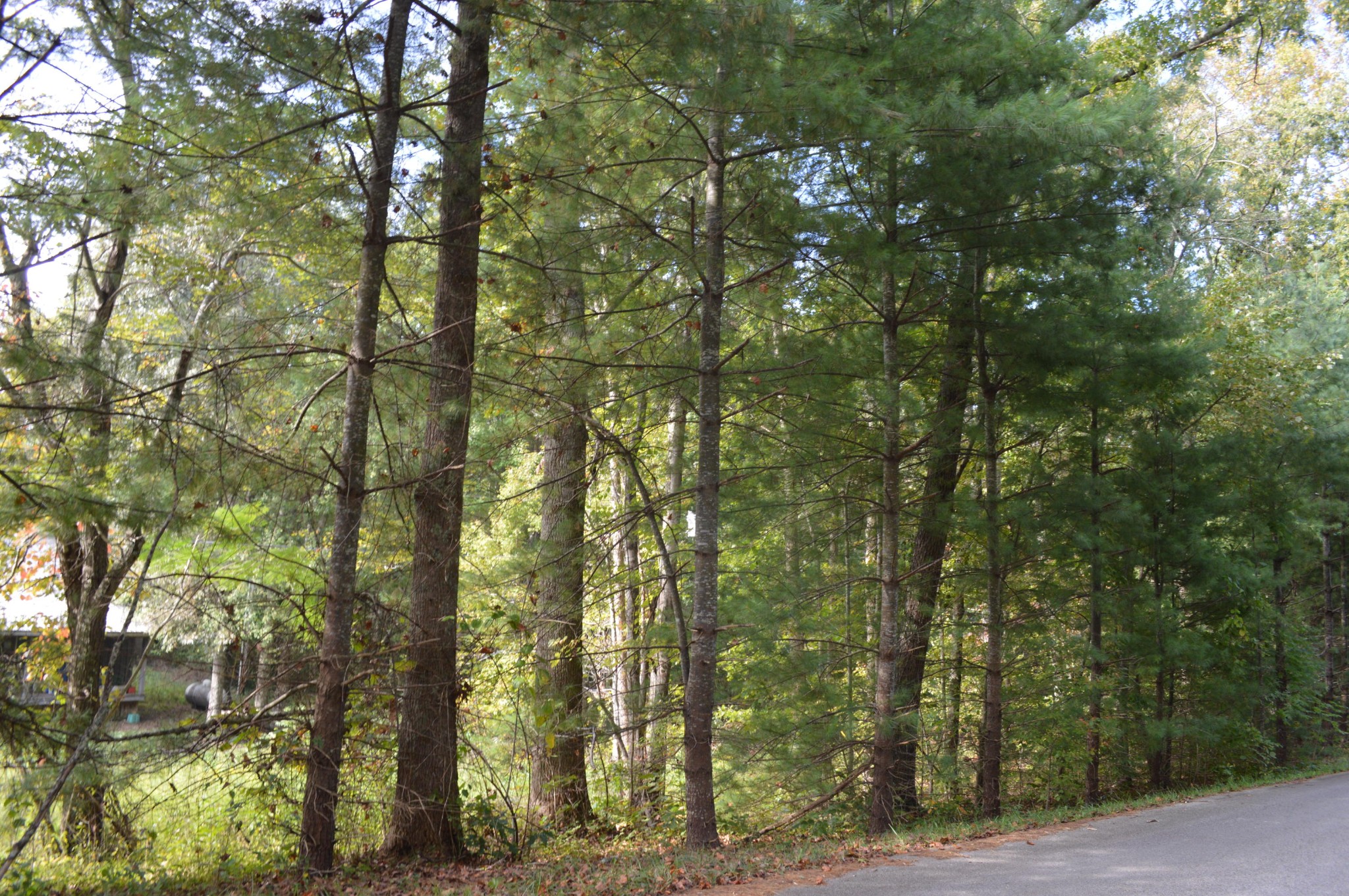 3 Myers Road Pikeville, TN 37367 - Photo 3 of 7 Gallery Image 3