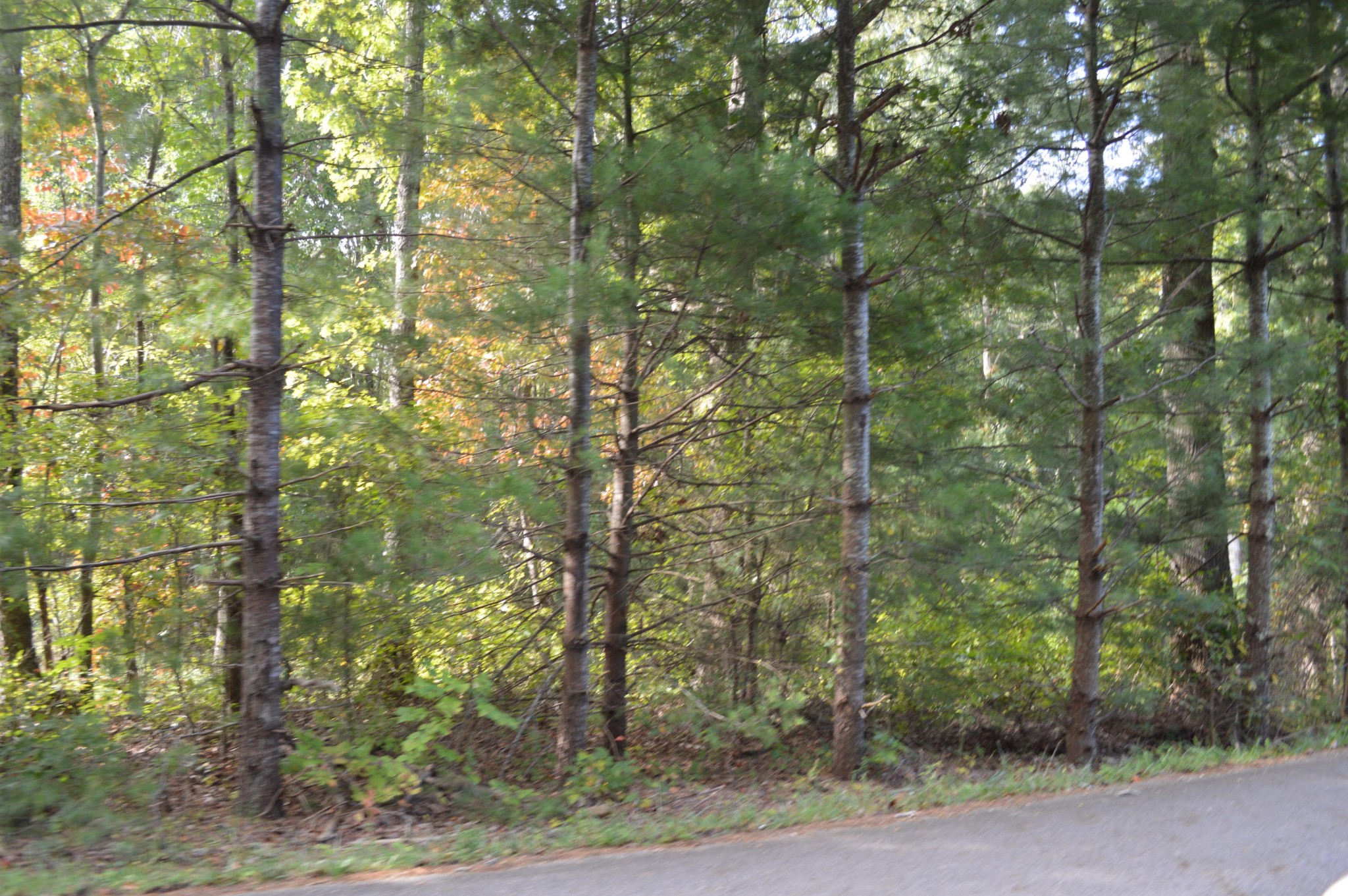 3 Myers Road Pikeville, TN 37367 - Photo 4 of 7 Gallery Image 4