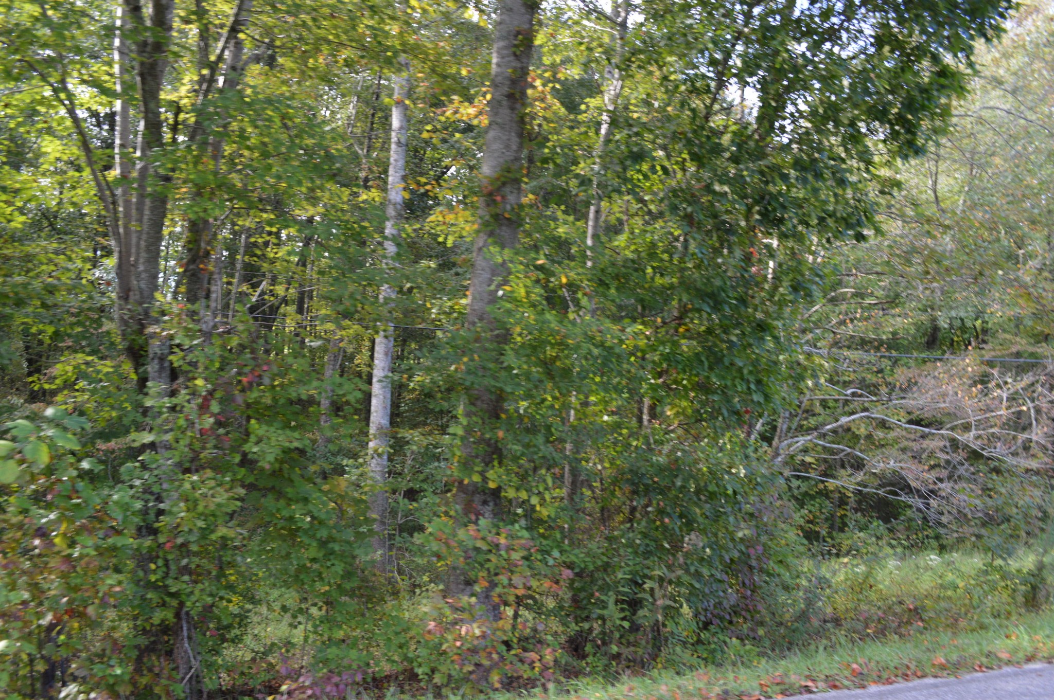 3 Myers Road Pikeville, TN 37367 - Photo 6 of 7 Gallery Image 6