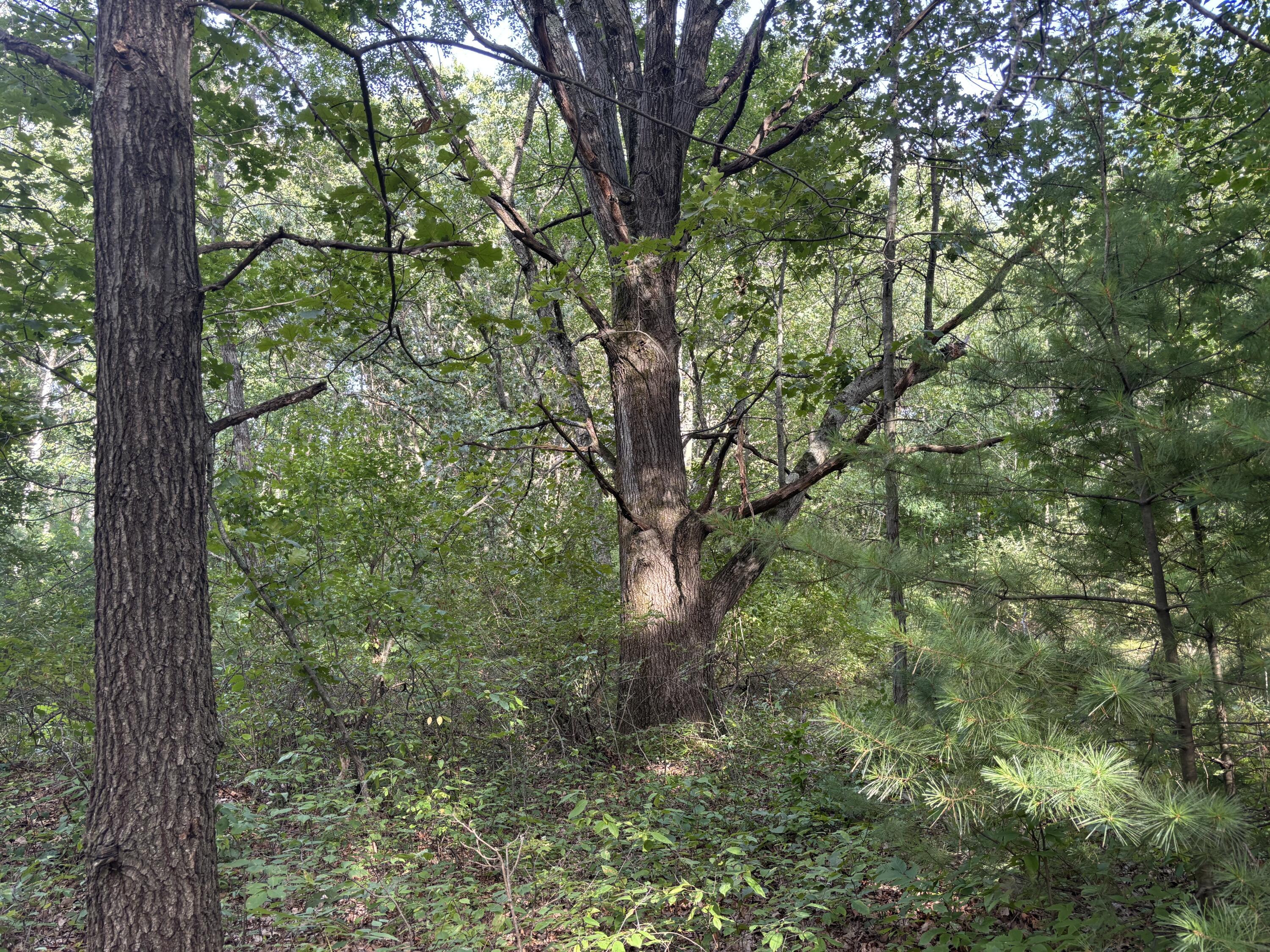 14308 Church Road Howard City, MI 49329 - Photo 30 of 33 IMG_8464