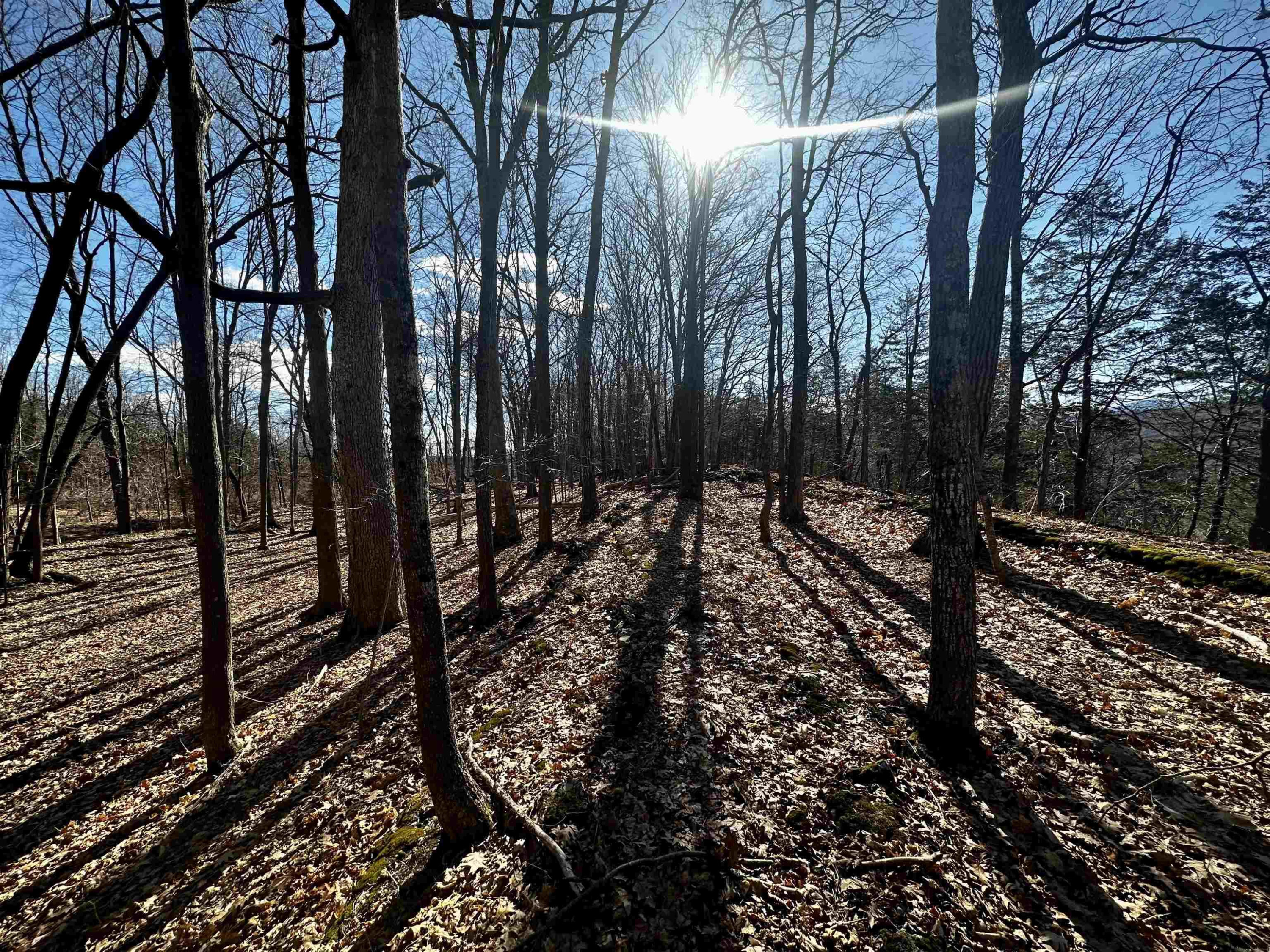 Tbd Dedrick Road Catskill, NY 12414 - Photo 13 of 14 a view of a forest view