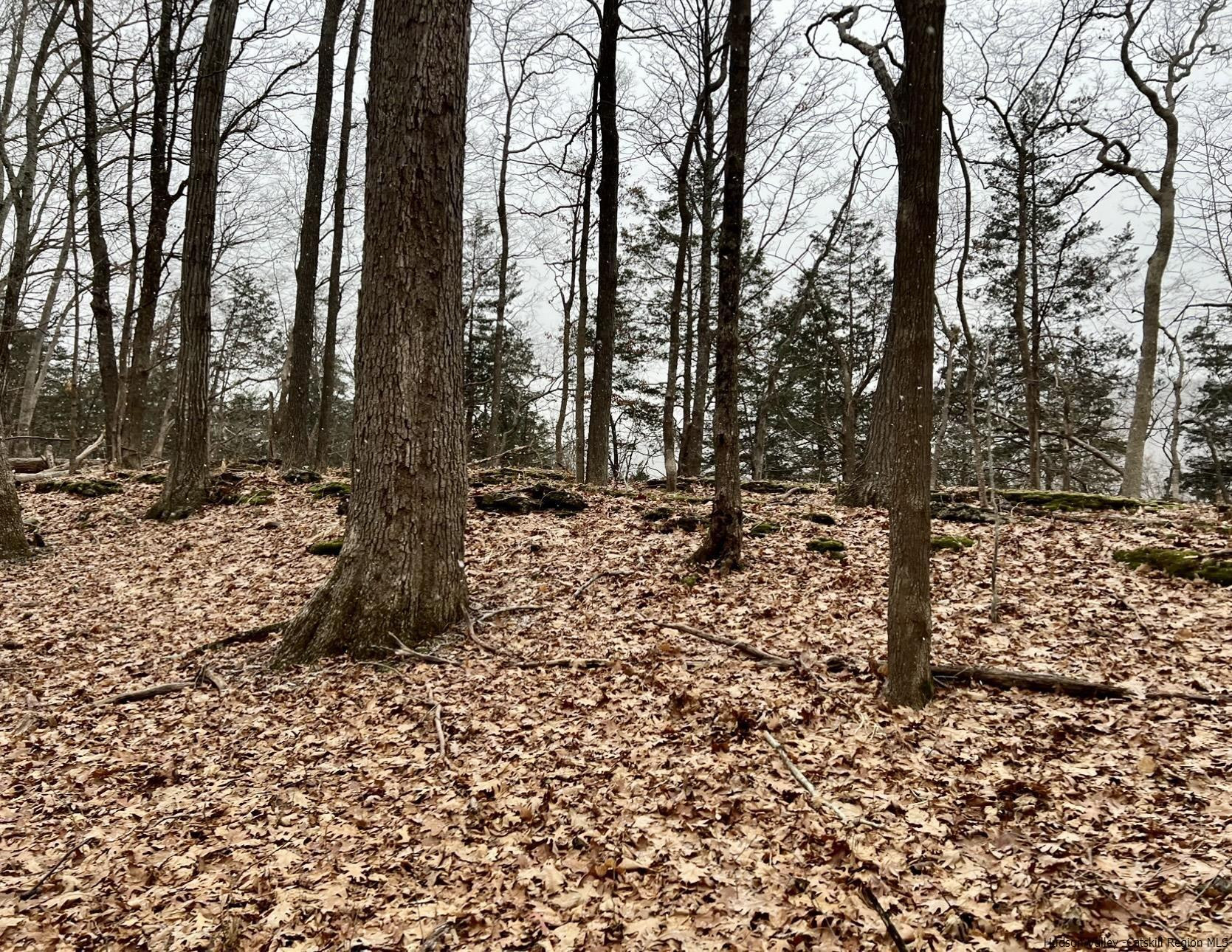 Tbd Dedrick Road Catskill, NY 12414 - Photo 5 of 14 a big yard with lots of green space