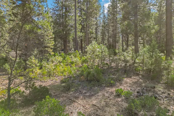 a view of a forest with trees in the background