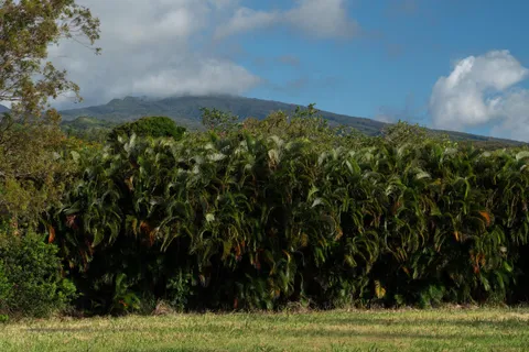 $1,400,000 | 221 Plantation Club Drive, Lahaina, HI 96761