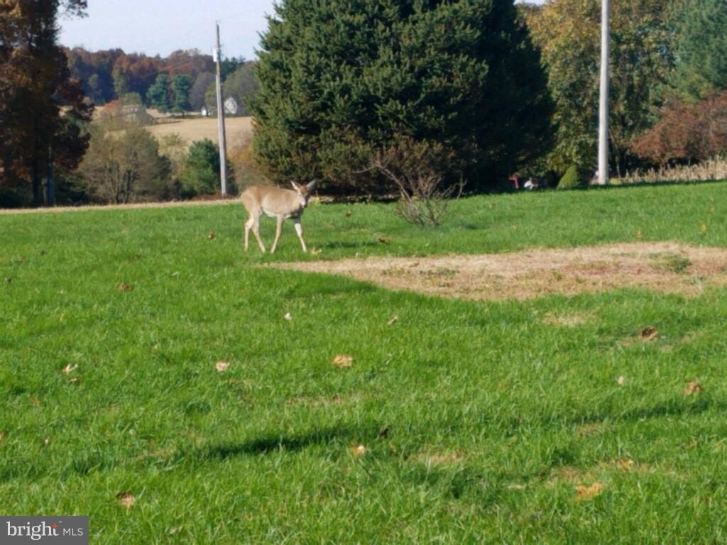 9294 Mead Hill Road Felton, PA 17322 - Photo 35 of 35 Deer in side yard. Fall 2018