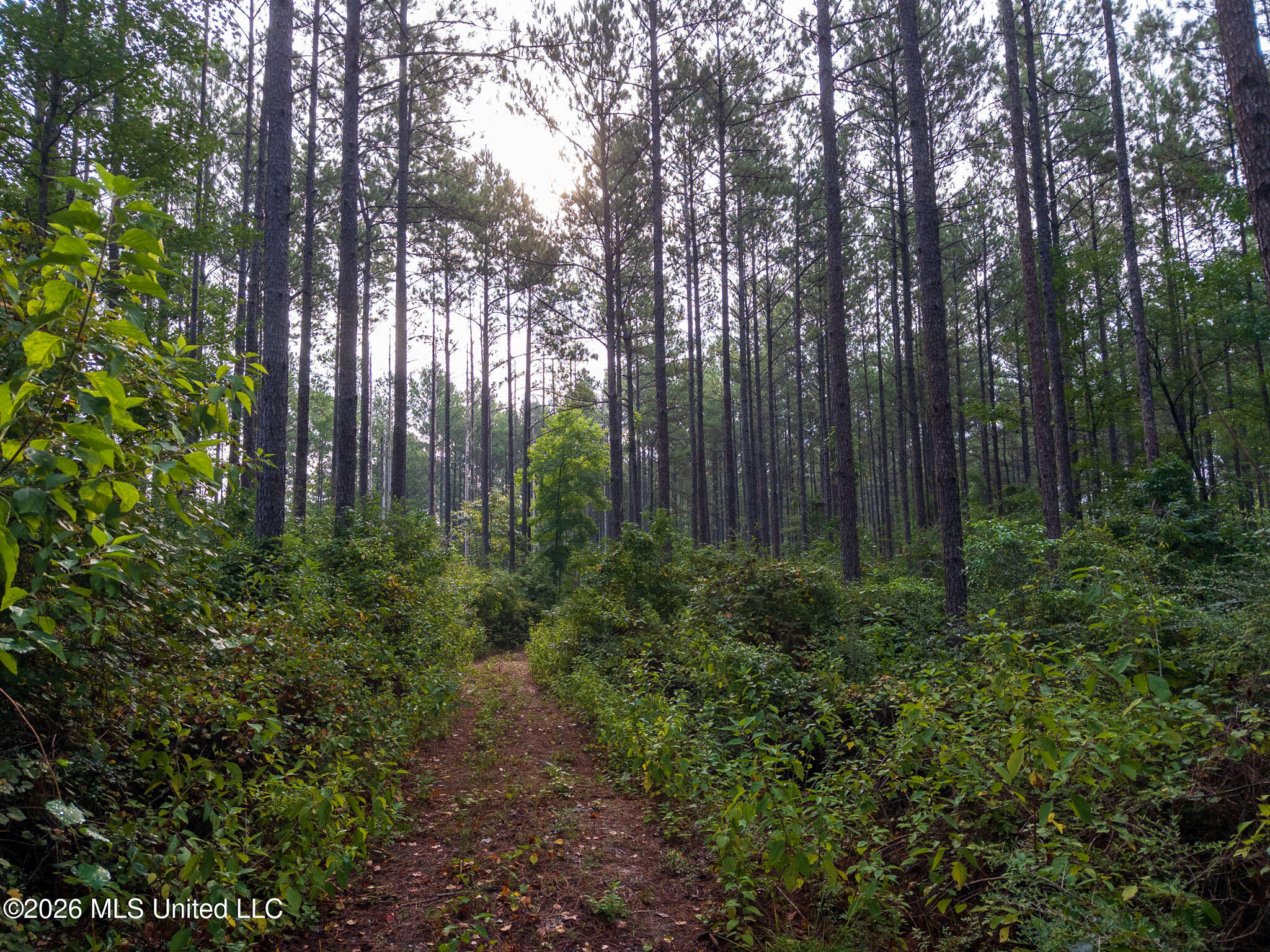 Lowe Road Lumberton, MS 39455 - Photo 14 of 18 80-Lamar-Arthur-Lowe-Rd-113