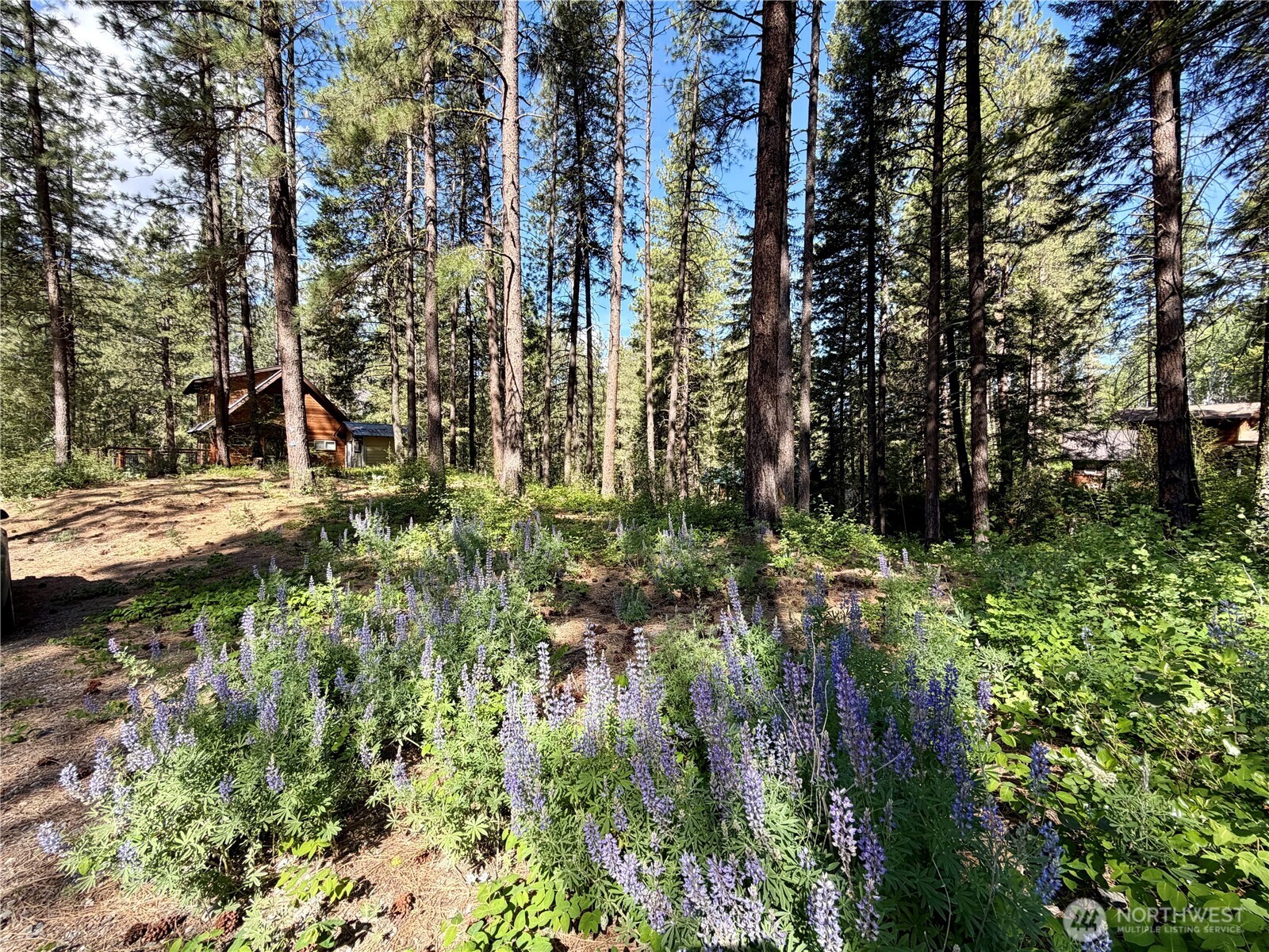 11 Highland Mdw Road Winthrop, WA 98862 - Photo 11 of 25 a view of a yard with plants and large trees