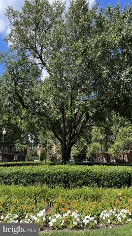 a view of a park with large trees
