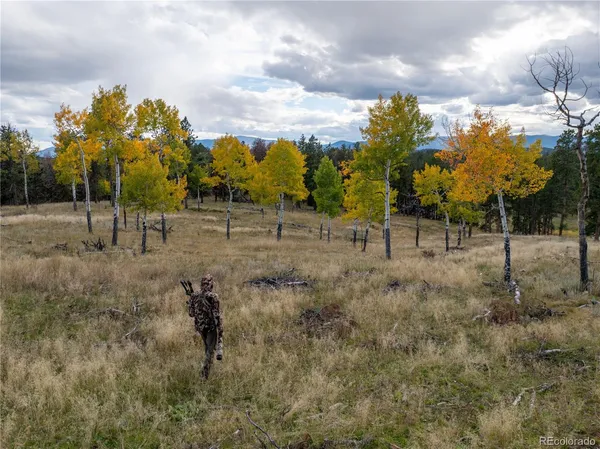 a view of a dry yard with trees