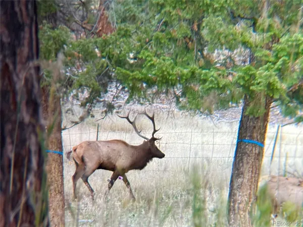 a view of a park with large trees