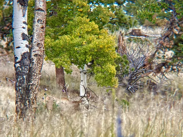 a close up of a plant in a garden