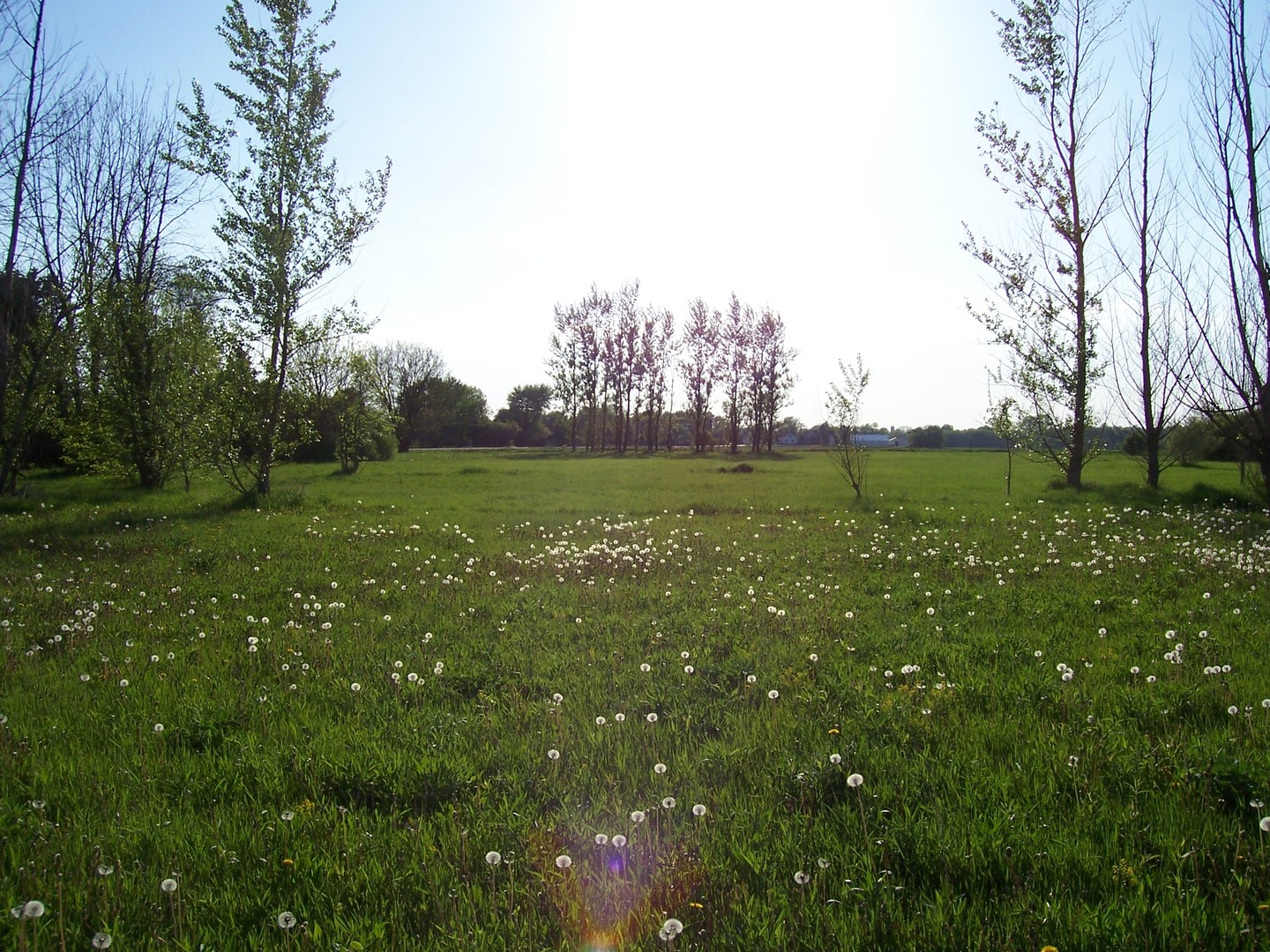 10481 Cherry Valley Road Genoa, IL 60135 - Photo 17 of 17 a view of a lush green space