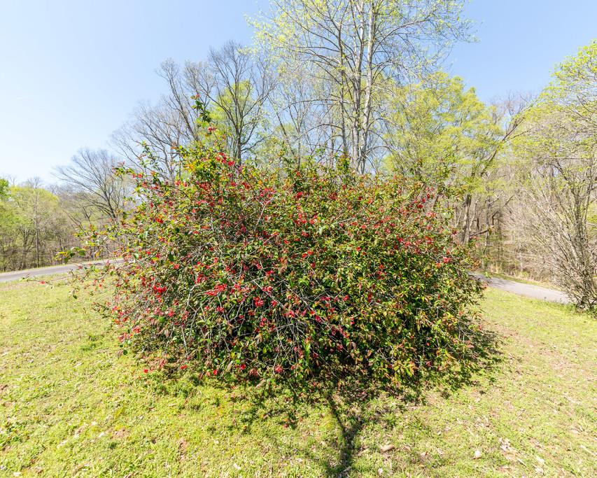 2960 Lewis Branch Road Tennessee Ridge, TN 37178 - Photo 3 of 24 a view of a garden with a tree