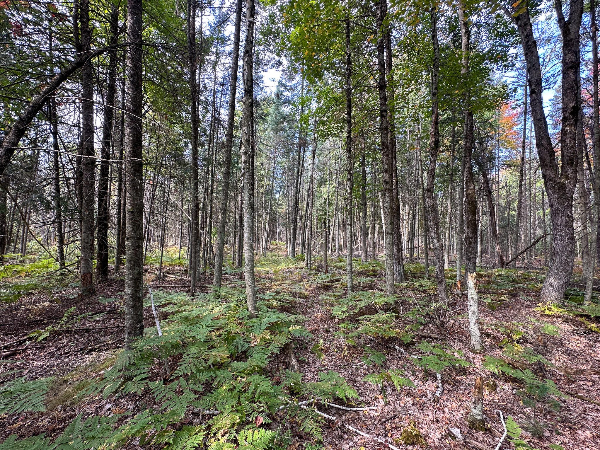 596 North River Road Marion, MI 49665 - Photo 23 of 49 Low Trail