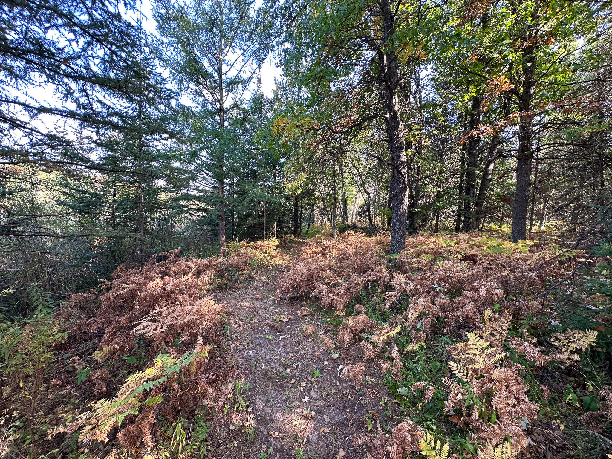 596 North River Road Marion, MI 49665 - Photo 32 of 49 North trail