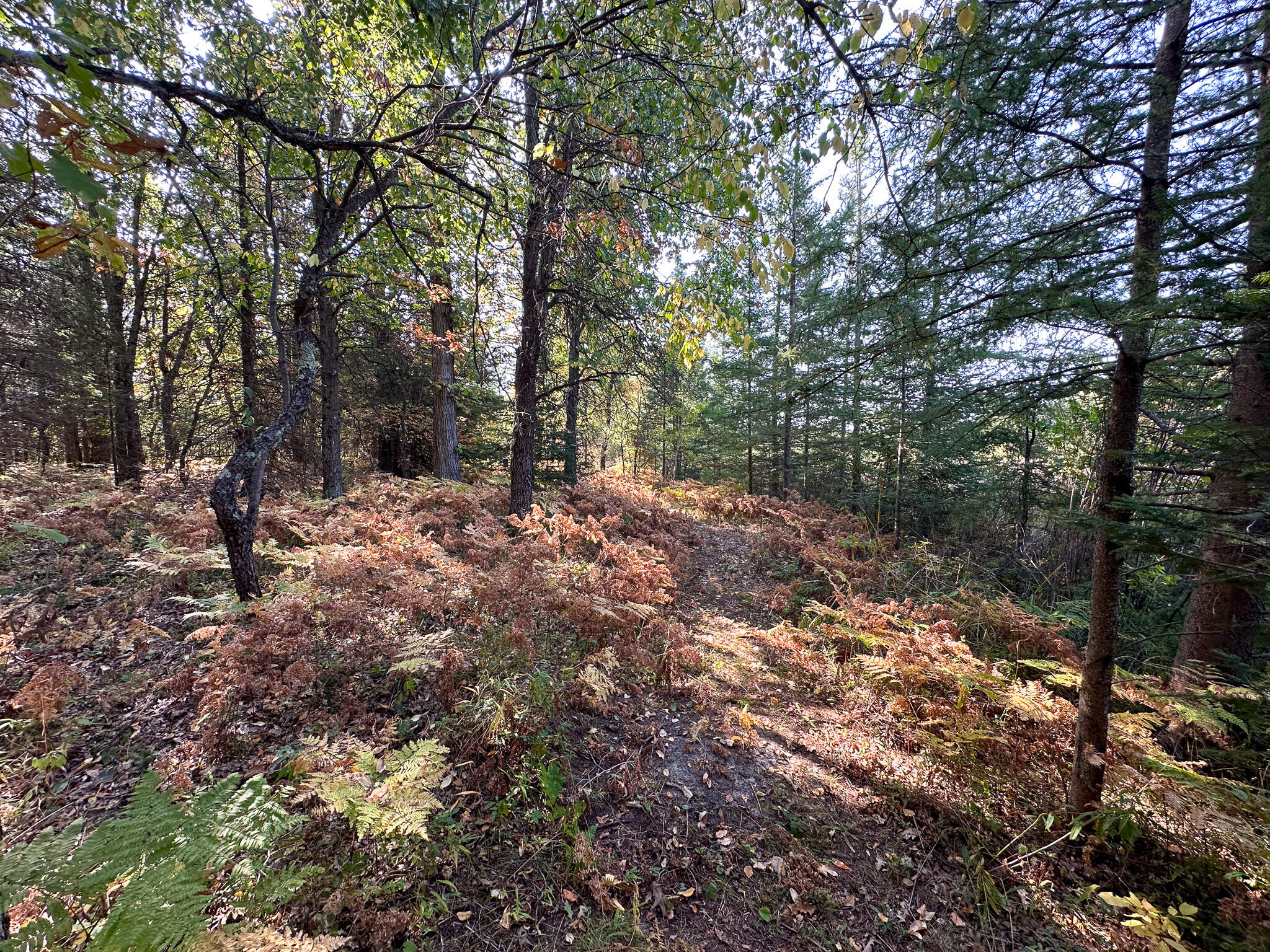 596 North River Road Marion, MI 49665 - Photo 33 of 49 North Trail 2