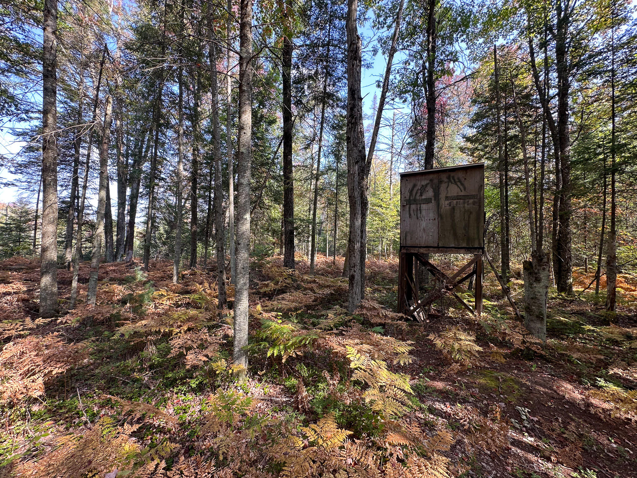 596 North River Road Marion, MI 49665 - Photo 35 of 49 North Blind 2