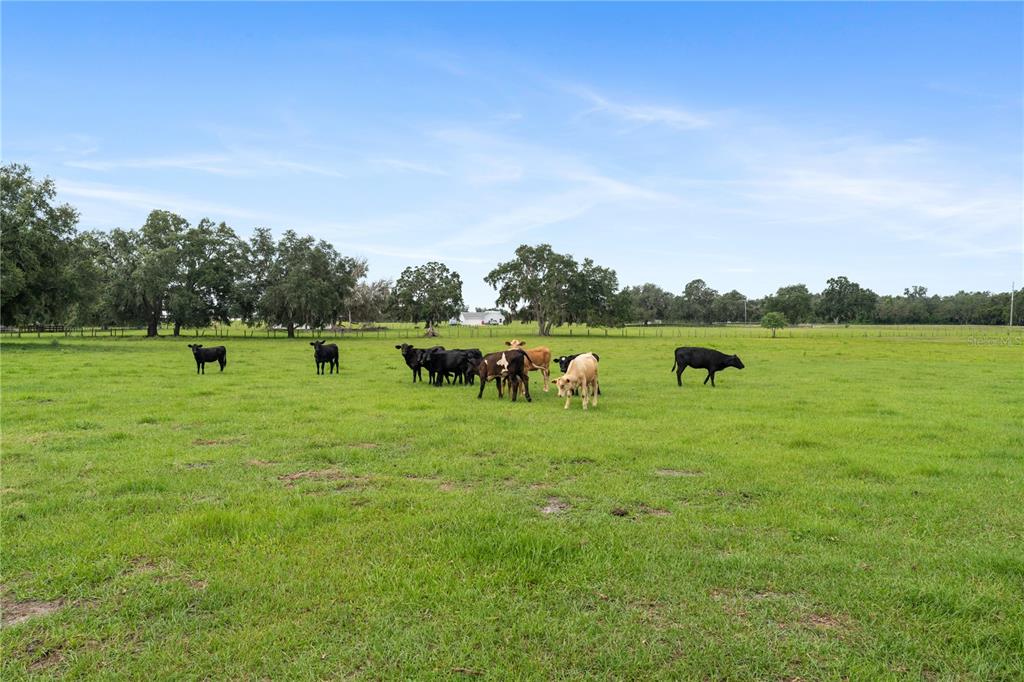 1877 C 478A Webster, FL 33597 - Photo 6 of 65 a view of a lake with houses in the back