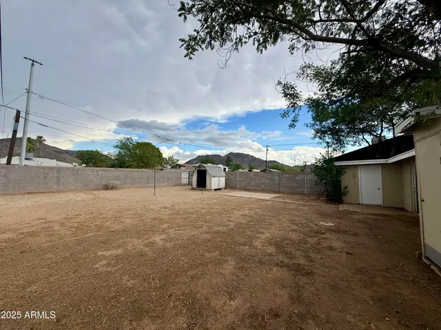 a road view with large trees