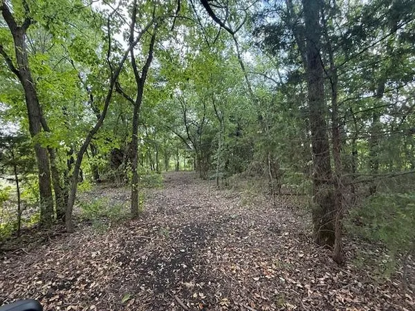 a view of a forest with trees in the background