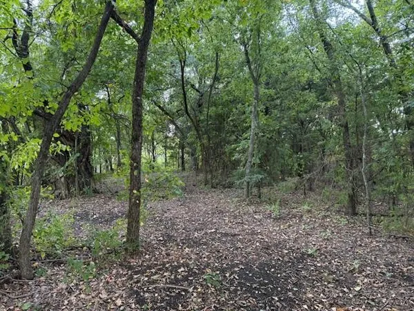 a view of a forest that has large trees