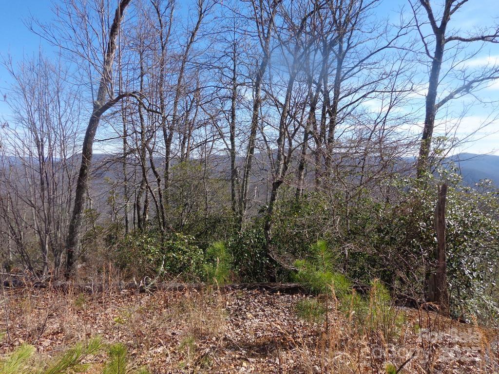 Lot 70 Longview Ridge, Unit 70 Sylva, NC 28779 - Photo 4 of 12 a view of a forest filled with trees