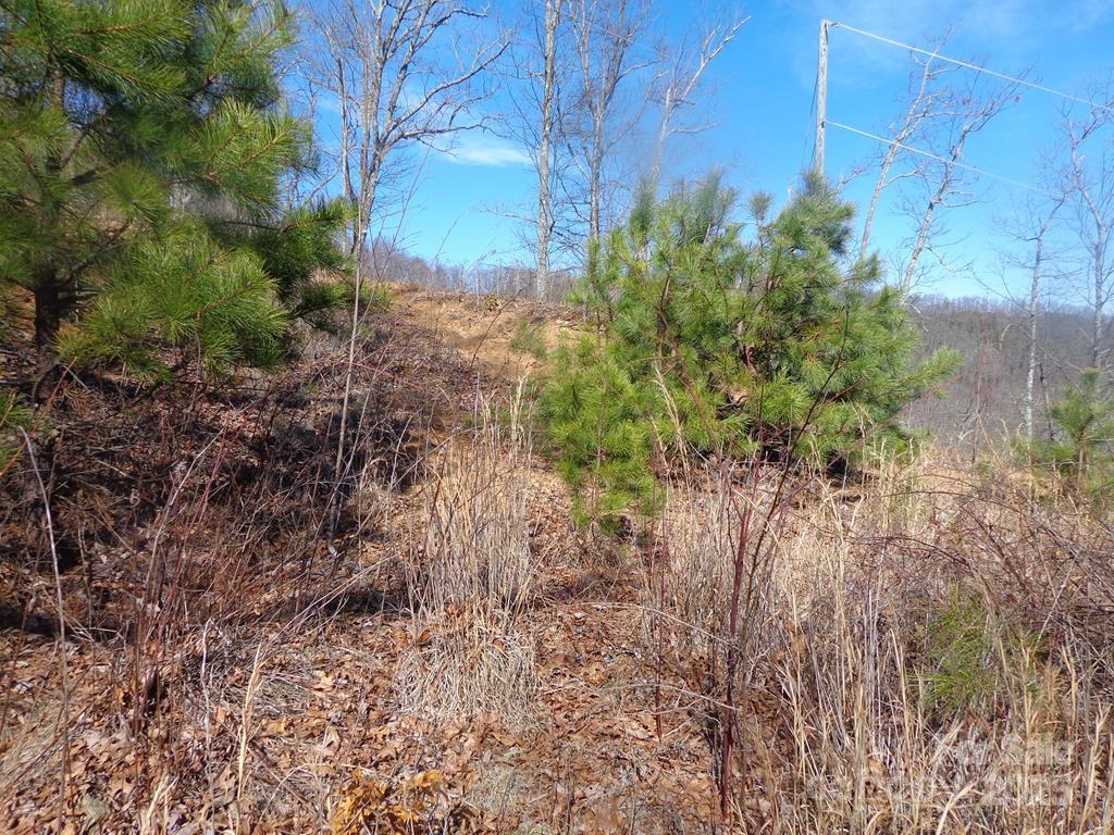 Lot 70 Longview Ridge, Unit 70 Sylva, NC 28779 - Photo 6 of 12 a plant view in yard