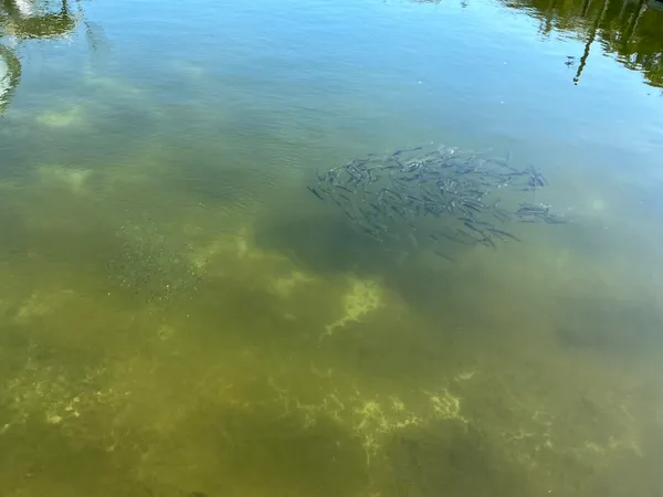 a view of a lake with boats and trees in the background