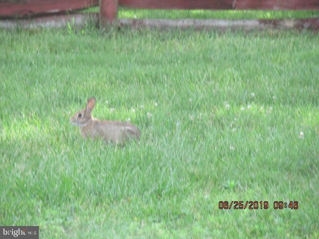 2430 Ellis Road Baltimore, MD 21234 - Photo 5 of 21 RESIDENT RABBIT NOT INCLUDED