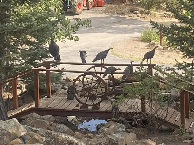 a view of a yard with plants
