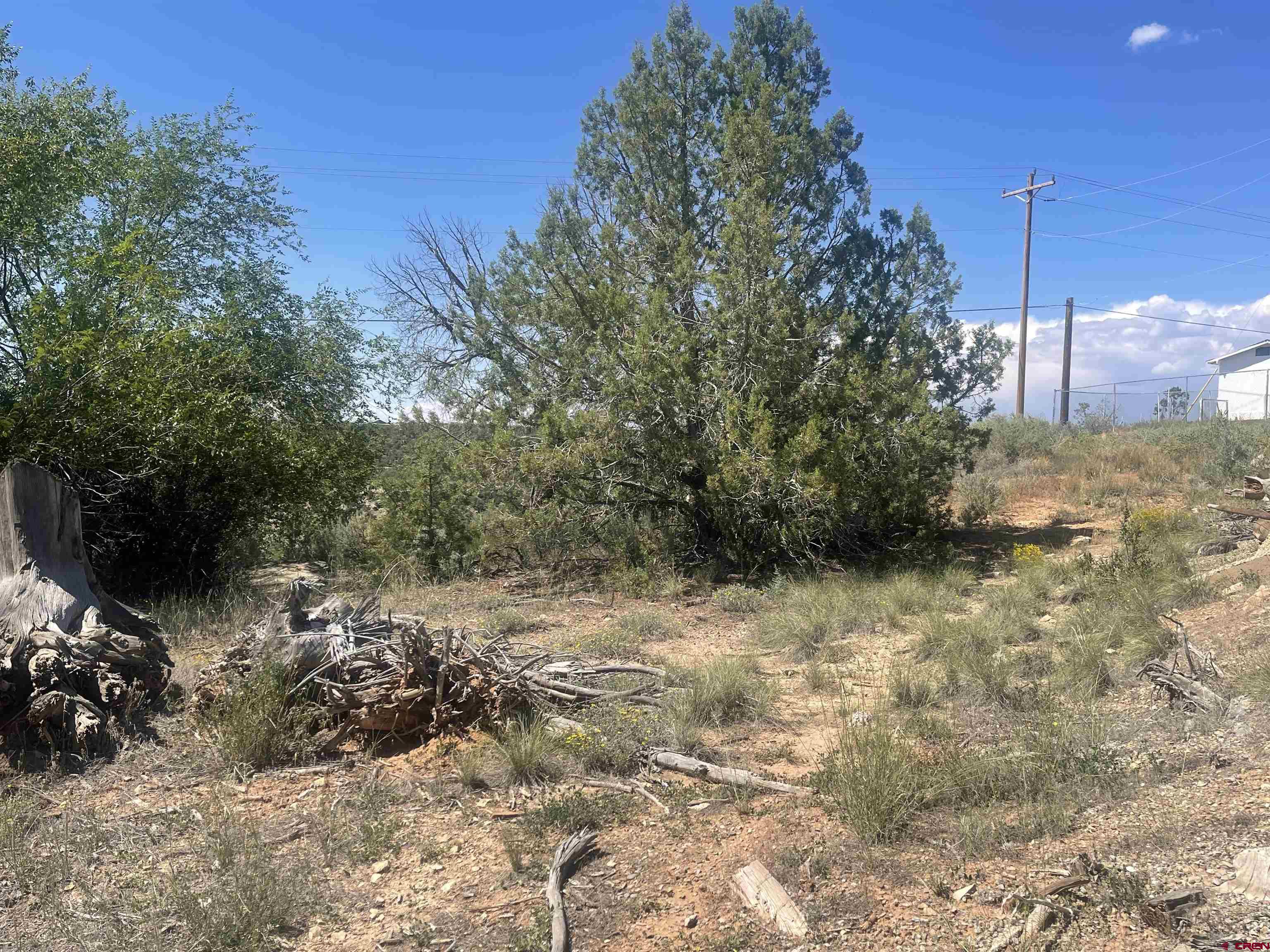 818 Stratton Drive Cortez, CO 81321 - Photo 3 of 10 a view of a yard with plants and large trees