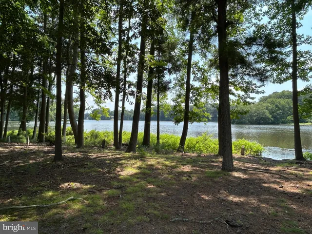a view of tall trees with a yard