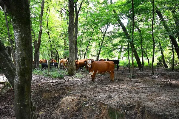 $1,000,000 | 400 Kelley Road, Tallapoosa, GA 30176