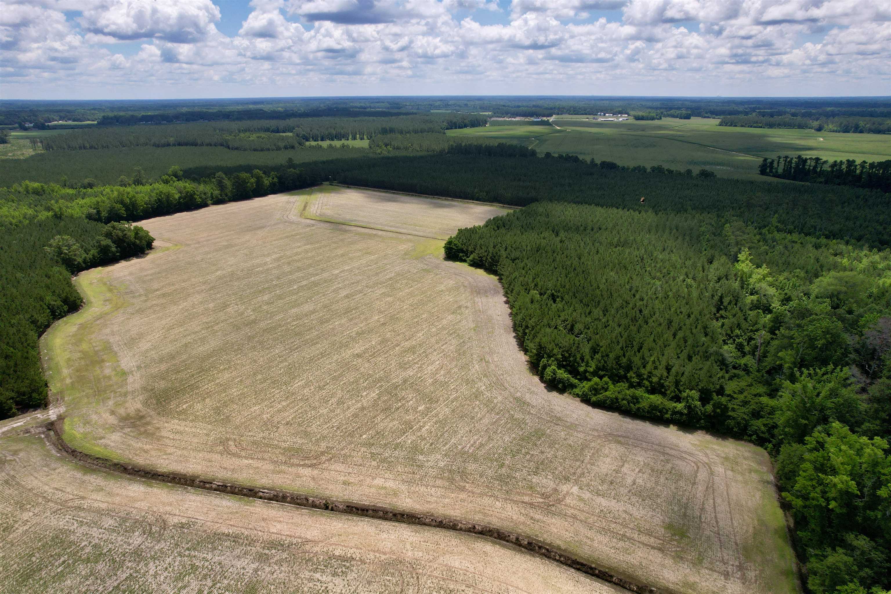83.03-acres - Birch Creek Road Andrews, SC 29510 - Photo 6 of 25