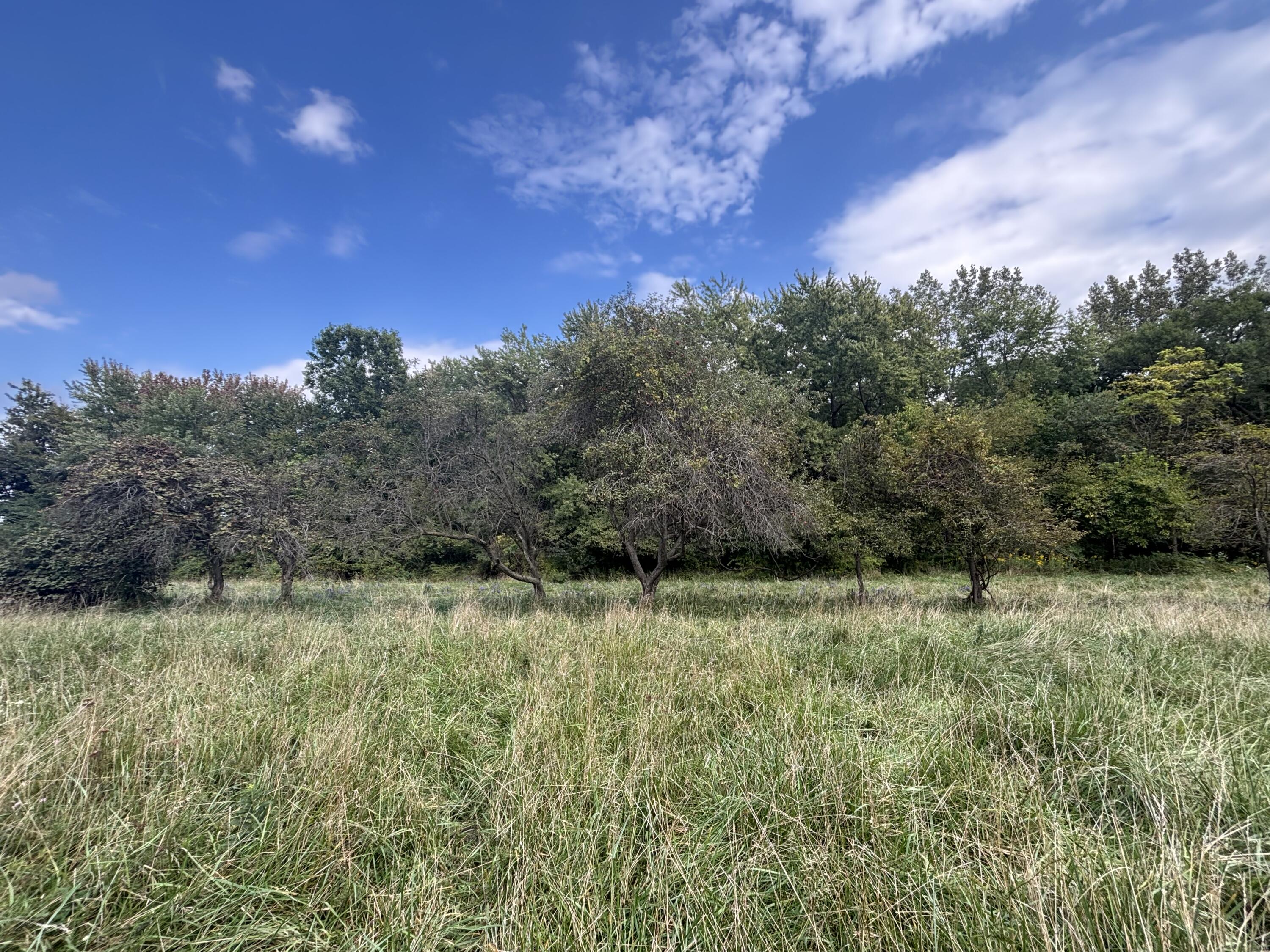 a view of a field of grass and trees