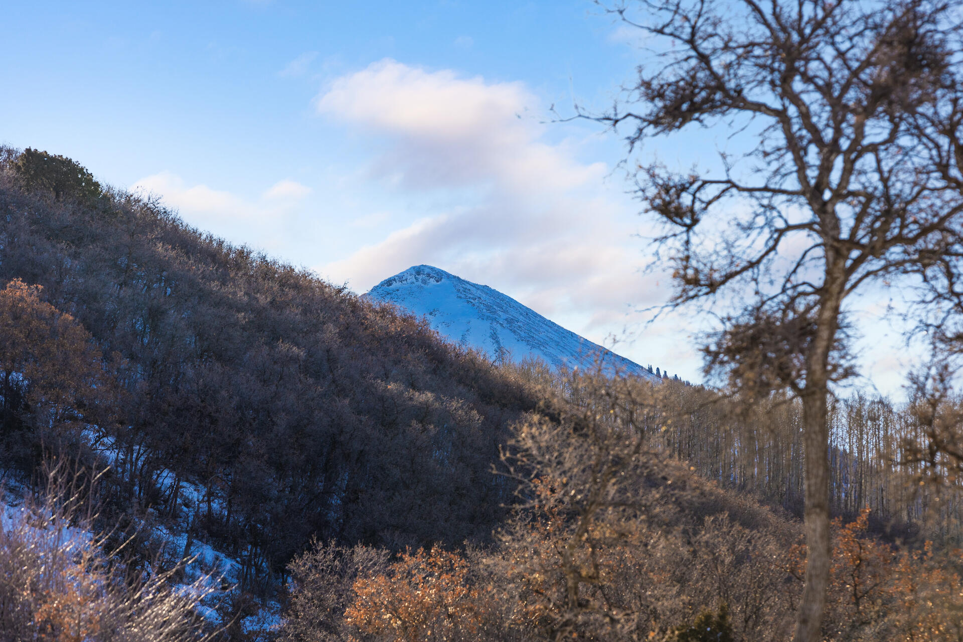 M44 M44 Road Placerville, CO 81430 - Photo 6 of 9 a view of a tree