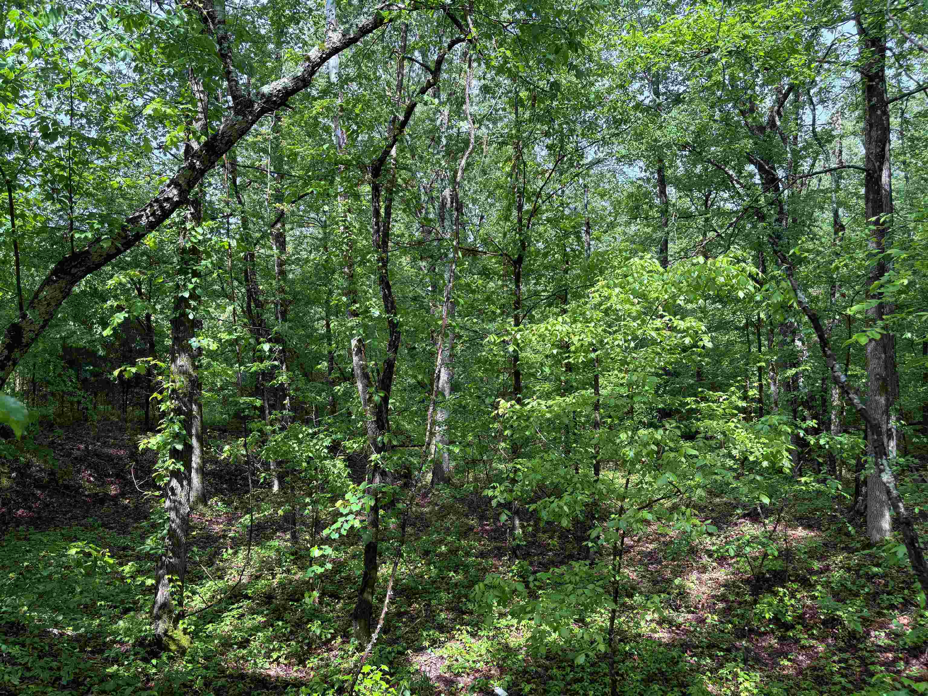 435 Duscoe Road Somerville, TN 38068 - Photo 3 of 13 View of wooded area