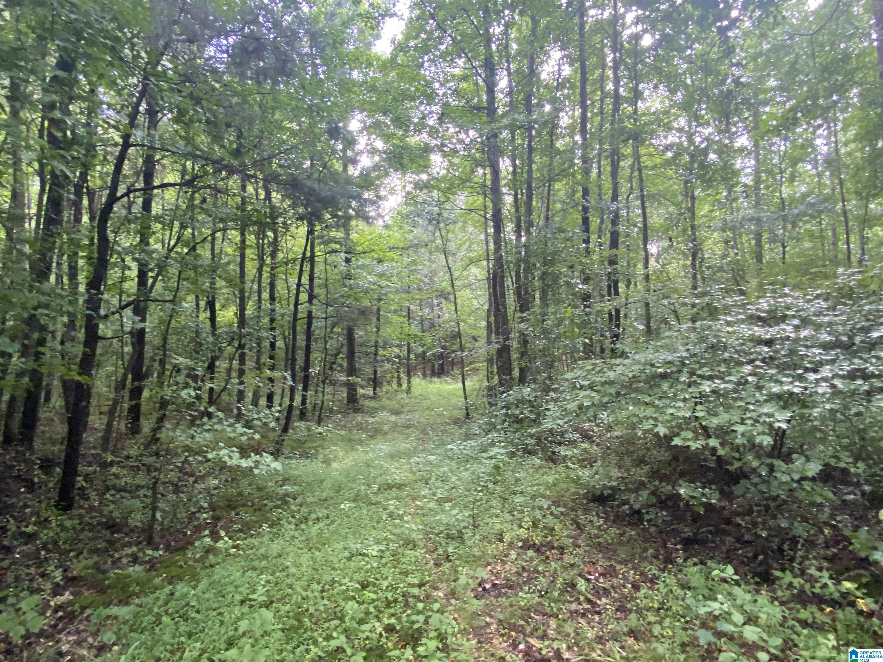 Bull Hollow Road, Unit 60 Odenville, AL 35120 - Photo 6 of 25